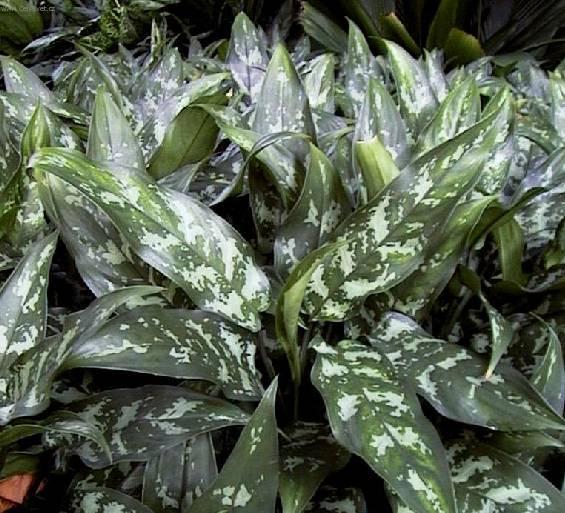 Fotky: Aglaonema (foto, obrazky)