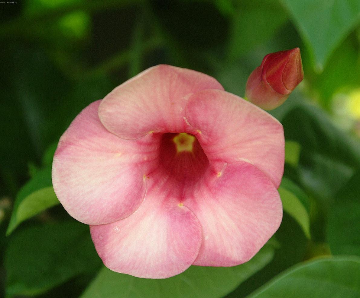 Fotky: Alamanda poistiv (foto, obrazky)