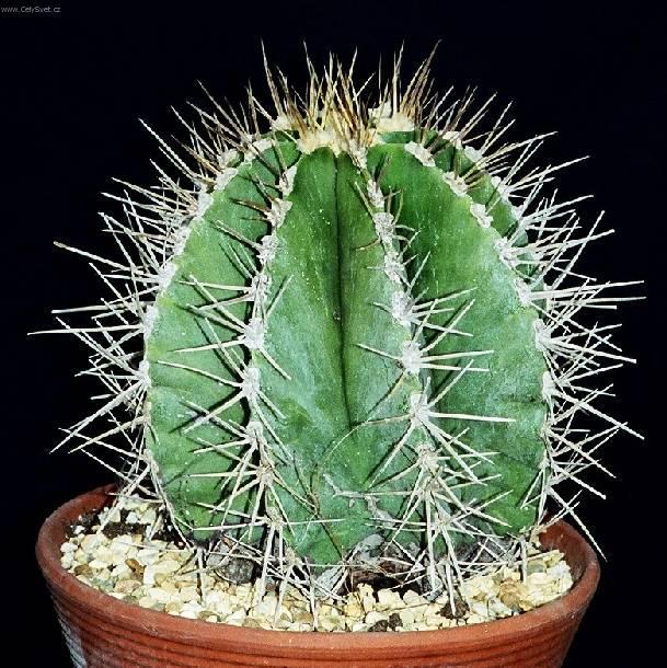 Fotky: Astrophytum (foto, obrazky)