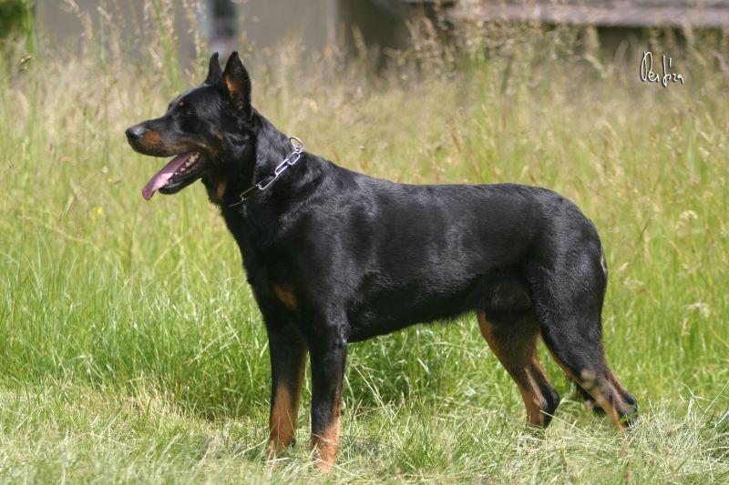 Fotky: Beauceron (foto, obrazky)