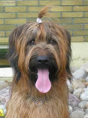 Fotky: Briard (foto, obrazky)