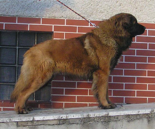 Fotky: Leonberger (foto, obrazky)