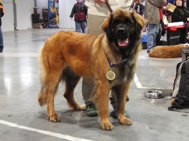 Fotky: Leonberger (foto, obrazky)