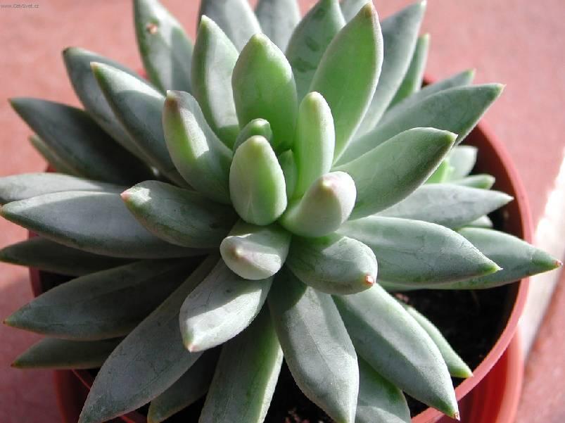 Fotky: Pachyphytum (foto, obrazky)