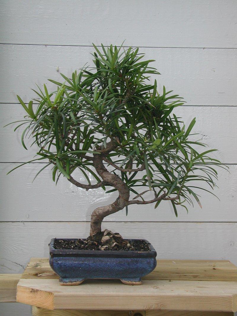 Fotky: Podocarpus (foto, obrazky)