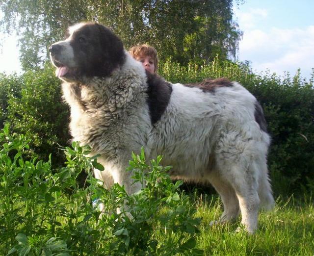 Fotky: Pyrenejsk mastin (foto, obrazky)