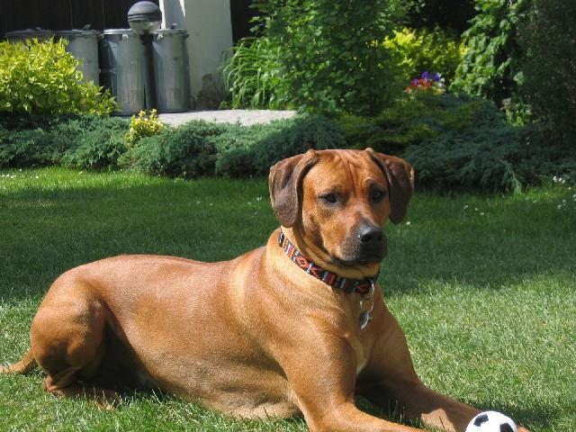 Fotky: Rhodsk ridgeback, Rhodzsk ridgeback (foto, obrazky)