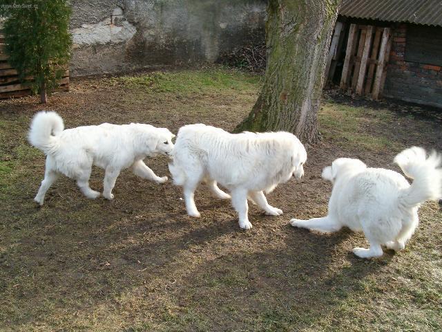 Fotky: Slovensk uva (foto, obrazky)