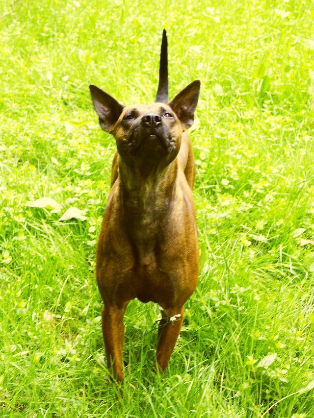 Fotky: Thajsk ridgeback (foto, obrazky)