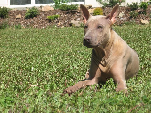 Fotky: Thajský ridgeback (foto, obrazky)