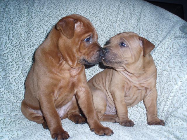 Fotky: Thajsk ridgeback (foto, obrazky)