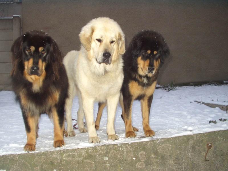 Fotky: Tibetsk doga (foto, obrazky)