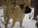 Ps plemena:  > Anglick mastif (English Mastiff)