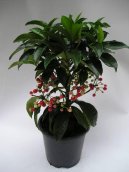 :  > Ardsie (Ardisia)