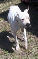 :  > Argentinsk doga (Dogo Argentino)