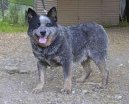 Ps plemena:  > Australsk honck pes (Australian Cattledog)