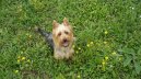 Ps plemena:  > Australsk terir (Australian Terrier)