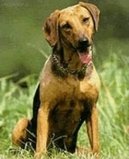 :  > Balknsk honi (Serbski Gonic, Serbian Hound)