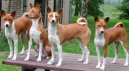 Basenji