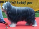 :  > Bearded kolie (Bearded Collie)