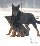 Fotky: Beauceron (foto, obrazky)