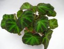 Pokojov rostliny:  > Begonie, kysaly (Begonia)