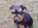 :  > Belgick grifonek (Griffon belge, Belgian Griffon)