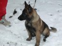 Fotky: Belgick ovk - Malinois (foto, obrazky)