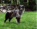 :  > Pyrenejsk ovk s kratkou srst (Pyrenean Sheepdog)