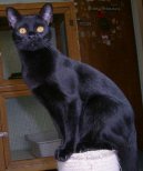 Koky:  > Bombajsk koka (Bombay cat)