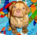 :  > Bordeauxsk doga (Dogue de Bordeaux)