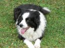 :  > Border kolie (Border Collie)