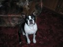 :  > Bostonsk terir (Boston Terrier)