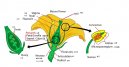 :  > Botanika a struktura rostlin (The structure of the flower)