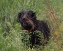 :  > Boykin panl (Boykin Spaniel)