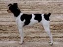 Ps plemena:  > Brazilsk terir (Brasilian Terrier, Terrier Brasilerio)