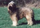 Briard