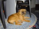 Ps plemena:  > Bruselsk grifonek (Griffon Bruxellois, Brussels Griffon)