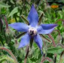 :  > Brutnk Lkask (Borago officinalis L.)