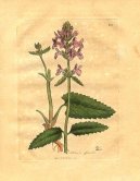 :  > Bukvice Lkask (Stachys betonica)