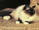 Koky: Krtkosrst a somlsk > Burma (Sacred Birman Cat)