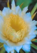 Cereus