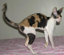 Fotky: Cornish Rex (foto, obrazky)