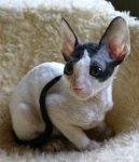 Fotky: Cornish Rex (foto, obrazky)