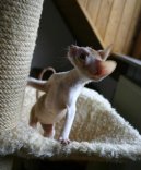 Koky: Krtkosrst a somlsk > Cornish Rex