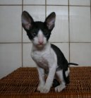 Fotky: Cornish Rex (foto, obrazky)