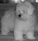 :  > Coton de Tulear