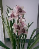 Cymbidium