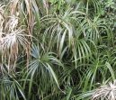 Cyperus, chor