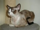 Koky: Krtkosrst a somlsk > Devon-rex (Devon Rex Cat)